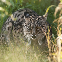 El lince ibérico y el peligro de extinción