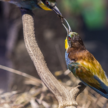 Diorama de abejarucos (Merops apiaster)