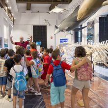 Las mar de cetáceos en Andalucía