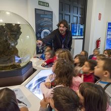 Las mar de cetáceos en Andalucía