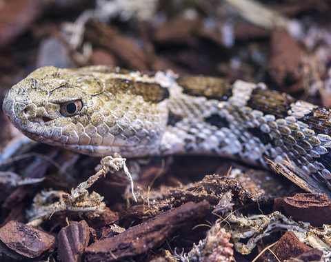 serpiente cascabel (Crotalus ravus)