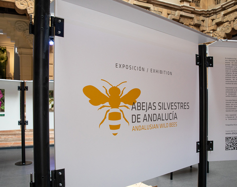 La exposición “Abejas silvestres de Andalucía” se estrena mañana en la Casa de la Ciencia de Sevilla