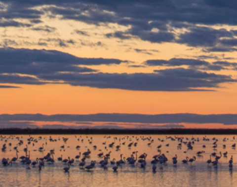 Wetlands: The legacy of Luc Hoffmann
