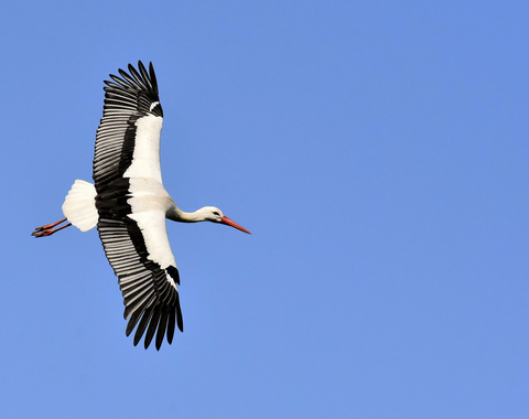 Las aves migratorias también sufren la sequía