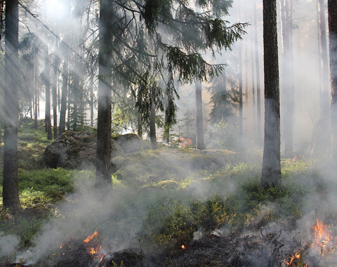 Los incendios forestales y su impacto 