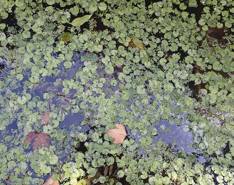 El estanque del Museo, un oasis de belleza natural
