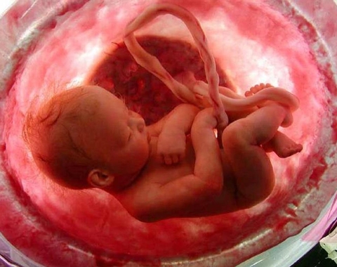 feto, medicina fetal