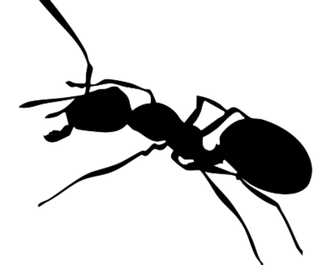 Catalina, La Hormiga de Doñana