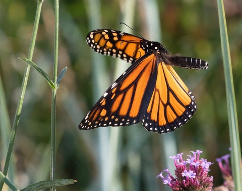 La fragilidad del orden: el efecto mariposa