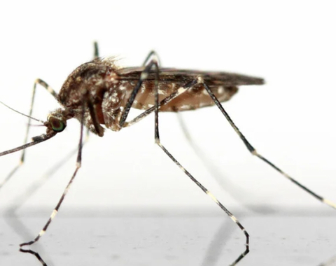 La gran vida de un pequeño mosquito