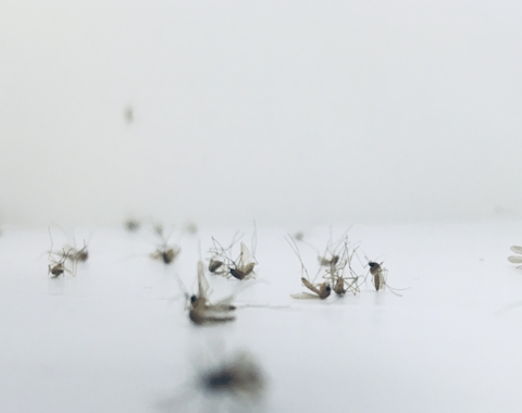 Mosquitos 1