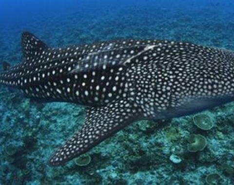 “A favor de los tiburones, un mar de esperanza”