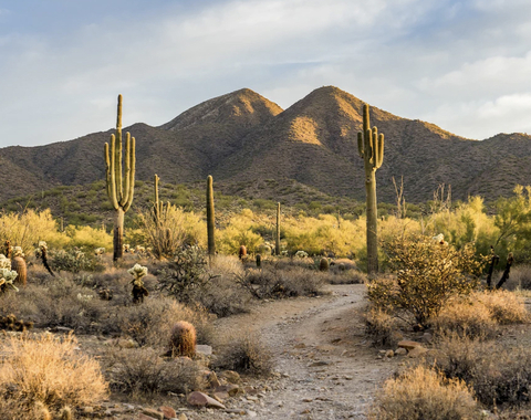 El cactus y su supervivencia desértica 