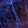 Brain(s) exhibition 