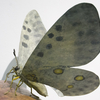 Invertebrates in Andalusia
