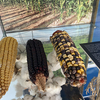 Exposición Somos CSIC