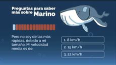 Preguntas sobre Marino